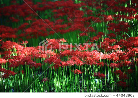 Flower pot, autumn, flower, mountain Flower pot, autumn, flower, mountain 44048902