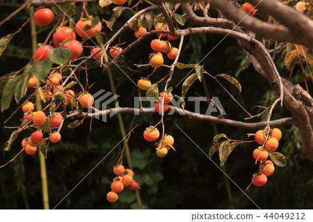 A lot of mulberry trees 44049212