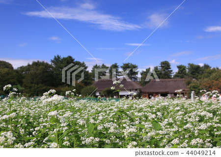 Buckwheat field in the countryside 44049214