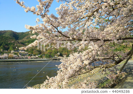 春天嵐山櫻花樹和渡月橋 44049286