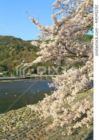 Spring Arashiyama cherry tree and Togetsu bridge 44049292