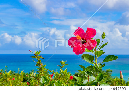 沖繩Ishigakijima Tamatorizaki天文台芙蓉和大海 沖繩Ishigakijima Tamatorizaki天文台芙蓉和大海 44049293