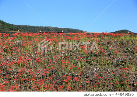 Flower pot, flower, autumn, stone mountain, 44049880