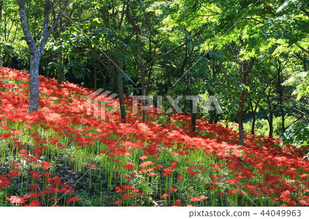 Flower pot, flower, autumn, stone mountain, 44049963