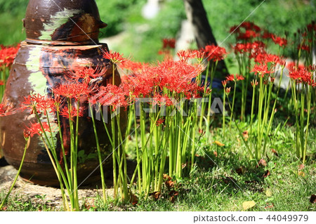 Flower pot, flower, autumn, stone mountain, 44049979