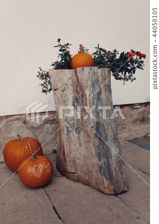Ripe autumn pumpkins on the farm 44050105