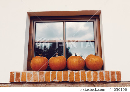 Ripe autumn pumpkins on the farm 44050106