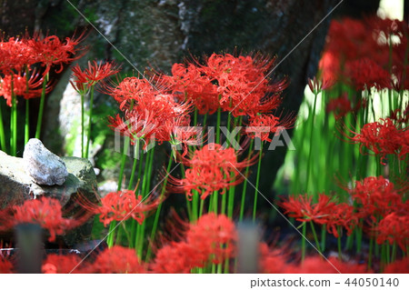 花盆,花卉,秋,山,野花,永川 花盆,花卉,秋,山,野花,永川 44050140