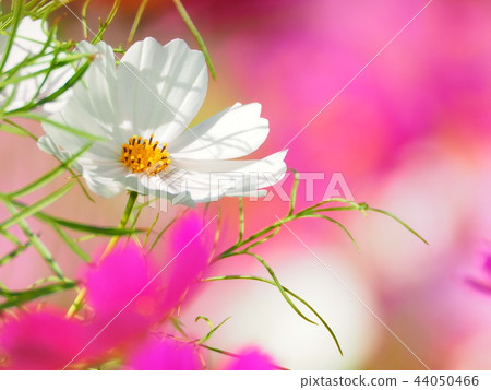 白色波斯菊花 44050466