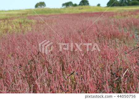 Coral grass 44050756