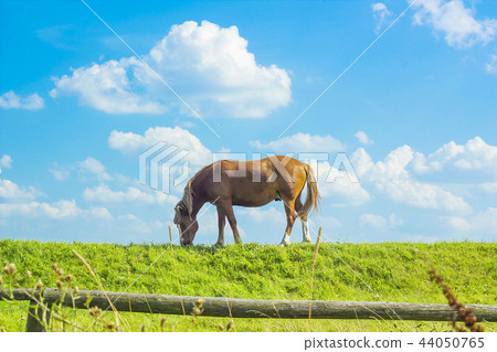 Summer rural landscape grazing horse on pasture Summer rural landscape grazing horse on pasture 44050765