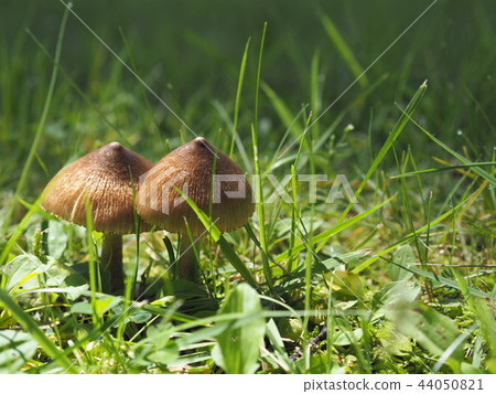 mushroom  44050821