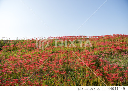 Cluster amaryllis 44051449