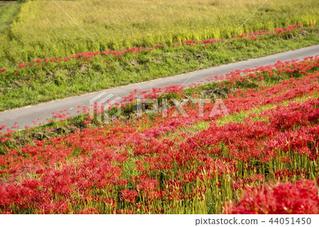 Cluster amaryllis Cluster amaryllis 44051450