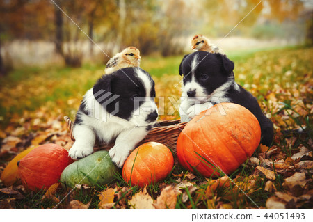 corgi puppies dogs with a pumpkin on an autumn background 44051493