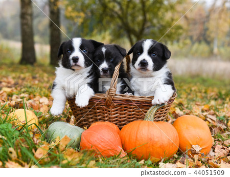 corgi puppies dogs with a pumpkin on an autumn background corgi puppies dogs with a pumpkin on an autumn background 44051509