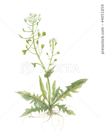 Nazuna春天的七種草藥 Nazuna春天的七種草藥 44051859