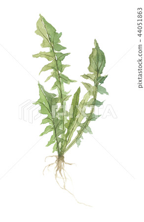 Nazuna spring of seven herbs 44051863