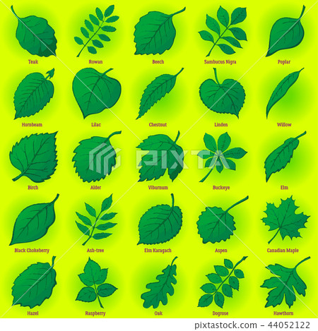 Leaves of Plants, Set 44052122