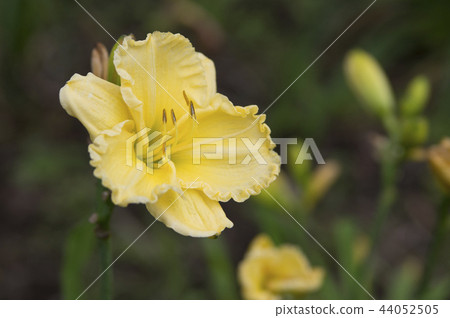 Hemerocalis Kinsen No Mai Hemerocalis Kinsen No Mai 44052505