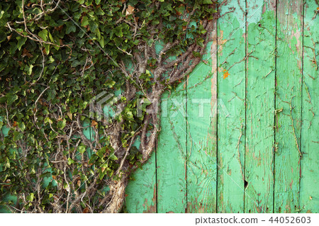 Ivy on a green wooden wall Ivy on a green wooden wall 44052603