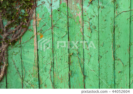 Ivy on a green wooden wall Ivy on a green wooden wall 44052604