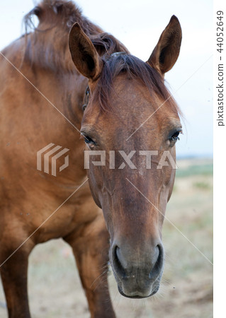 Old Brown Horse on a Farm Old Brown Horse on a Farm 44052649