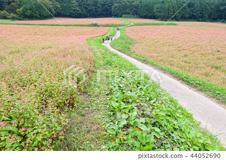 Shinshu Ina Highland Akasoba no Sato Kamiina-gun Minowa-cho 44052690