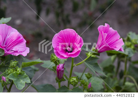 Lavatera trimestris pink flower in garden Lavatera trimestris pink flower in garden 44052812