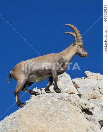 Male alpine ibex, Switzerland. Male alpine ibex, Switzerland. 44052925