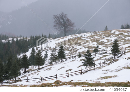 Spring landscape with beech trees on the hill Spring landscape with beech trees on the hill 44054087
