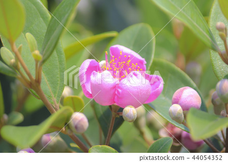台灣,三芝,三生步道,花季,波斯菊,油桐花,茶花 台灣,三芝,三生步道,花季,波斯菊,油桐花,茶花 44054352