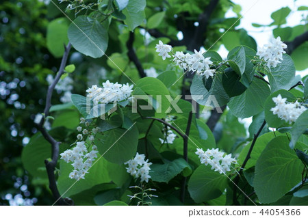 Hakuunoki Hakuun Boku flower language is "love travel" 44054366