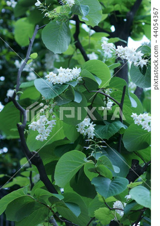 Hakuunoki Hakuun Boku flower language is "love travel" 44054367