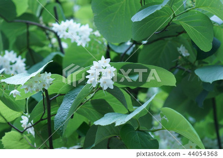 Hakuunoki Hakuun Boku花語言是“愛情旅行” 44054368