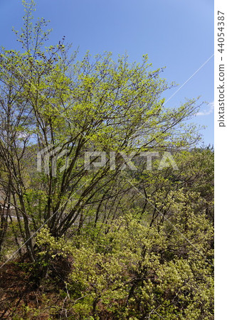 Persimmon Tree Alnus flower language "indecent heart" 44054387