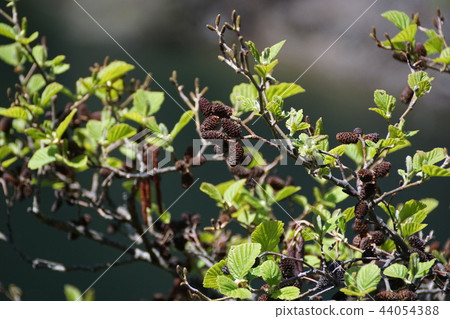 Persimmon Tree Alnus flower language "indecent heart" 44054388