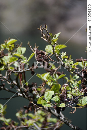 Persimmon Tree Alnus flower language "indecent heart" 44054390