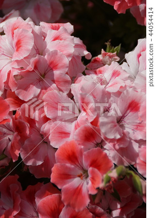 Summer Saki Tenjiku Aoi flower language is "love of truth" Summer Saki Tenjiku Aoi flower language is "love of truth" 44054414