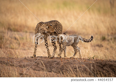 Cheetah cub and mother cross earth mound Cheetah cub and mother cross earth mound 44054557