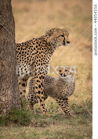 Cheetah cub and mother stand behind tree Cheetah cub and mother stand behind tree 44054558