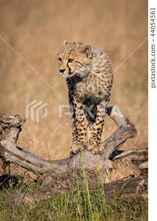 Cheetah cub balances on log in grass Cheetah cub balances on log in grass 44054561