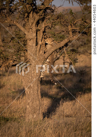 Cheetah cub climbs up tree in savannah 44054603