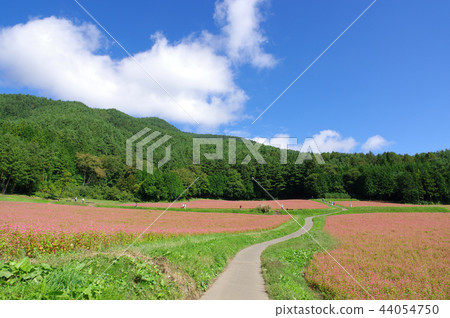 Akasoba Field（Akasoba Village） 44054750