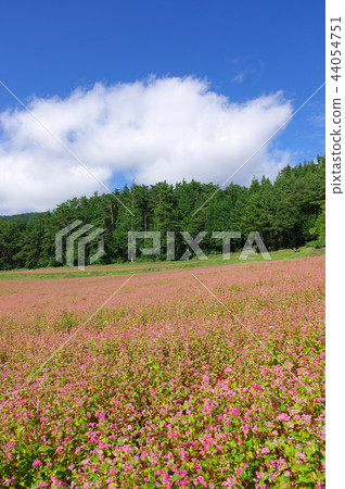 Akasoba Field (Akasoba Village) Akasoba Field (Akasoba Village) 44054751