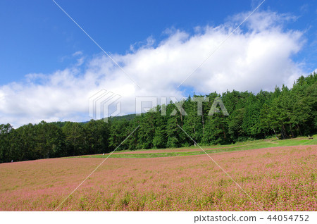 Akasoba Field(Akasoba Village) Akasoba Field(Akasoba Village) 44054752