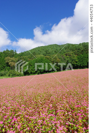 Akasoba Field(Akasoba Village) Akasoba Field(Akasoba Village) 44054753