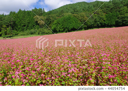 Akasoba Field (Akasoba Village) Akasoba Field (Akasoba Village) 44054754