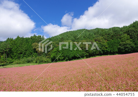 Akasoba Field(Akasoba Village) Akasoba Field(Akasoba Village) 44054755