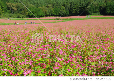 Akasoba Field(Akasoba Village) Akasoba Field(Akasoba Village) 44054800